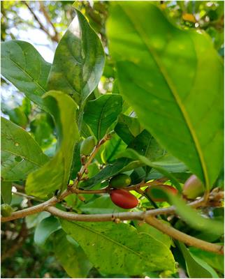 Exploring the diversity, bioactivity of endophytes, and metabolome in Synsepalum dulcificum